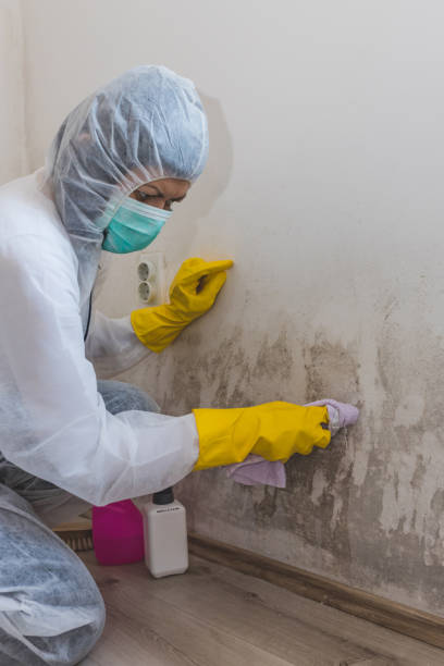 Best Mold Documentation for Insurance Claims  in Hanover, IN